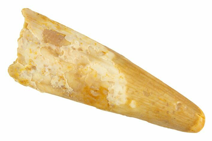 Fossil Pterosaur (Siroccopteryx) Tooth - Morocco #329025